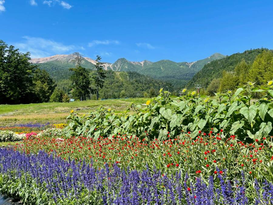 赤そばの花とひまわりが咲きました | 【公式】ONTAKE Ropeway